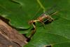 Mantispa styriaca